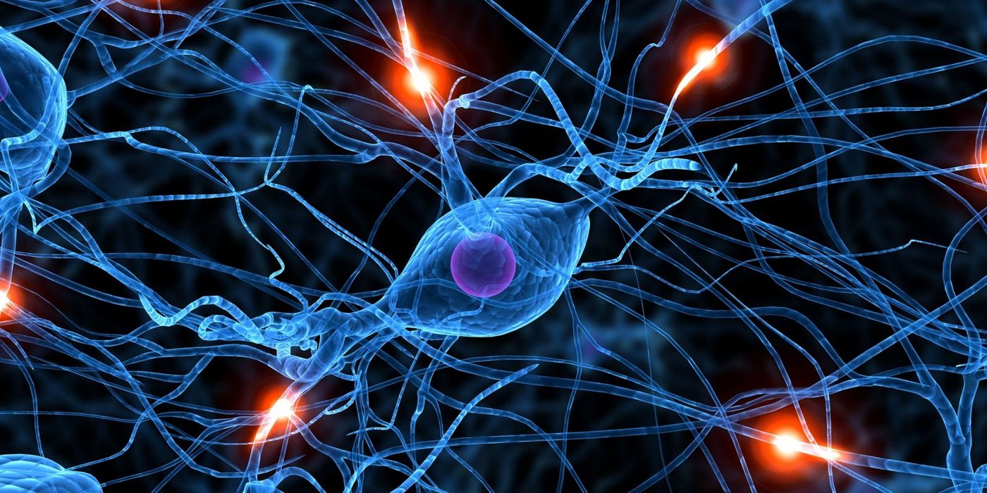 Brain Synapses