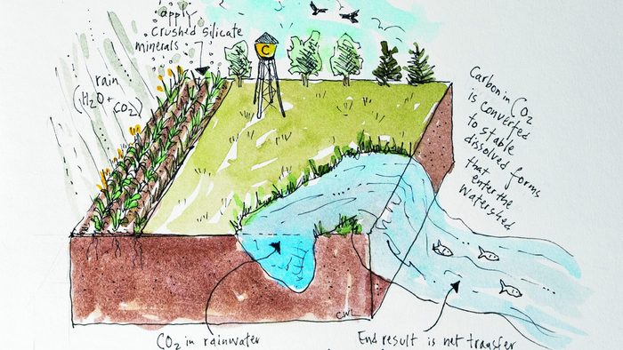 stylized illustration of carbon removal