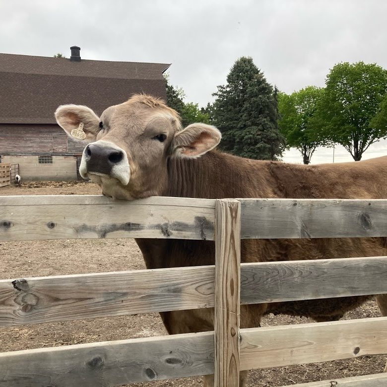 A cow saying hello over a wooden fence