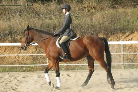 Equestrian Featured