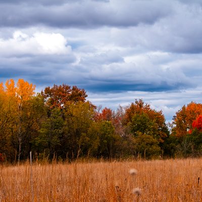 Carleton Beautiful Arb