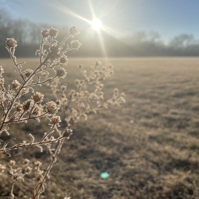 Learning to appreciate beauty even when winter is different than expected